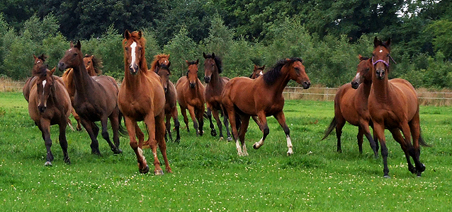 Retired Racehorses