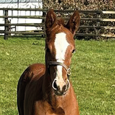 2025 Churchill ex Harmonica colt