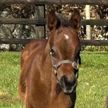2025 Ghaiyyath ex Viola colt