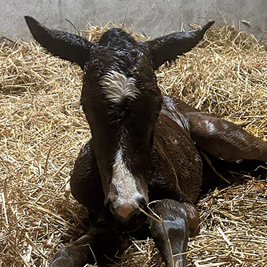 2025 Sioux Nation ex Marseille filly