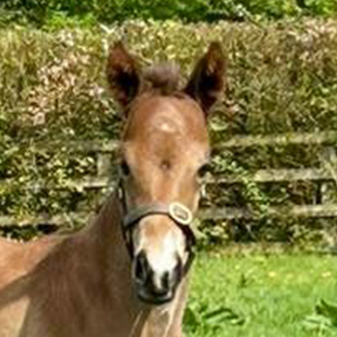 2026 Go Bears Go ex Marseille filly