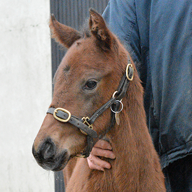 2026 Shaquille ex Roubles colt