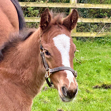 2026 Sioux Nation ex Harmonica colt