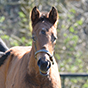 2026 Space Blues ex Shining Sea filly