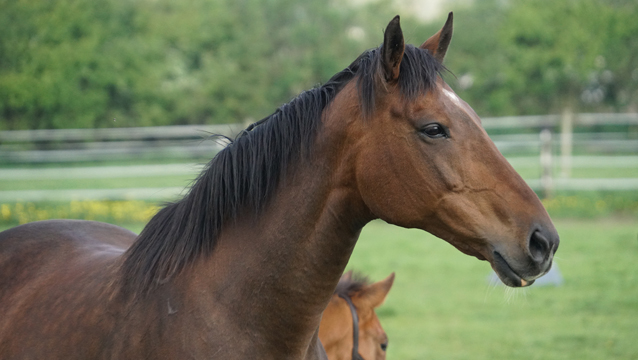 Club welcomes sixth foal of 2020