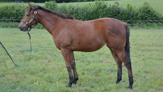 Another filly for Fanshawe