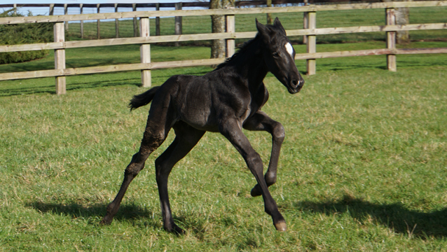 First foals of 2022 start to arrive!