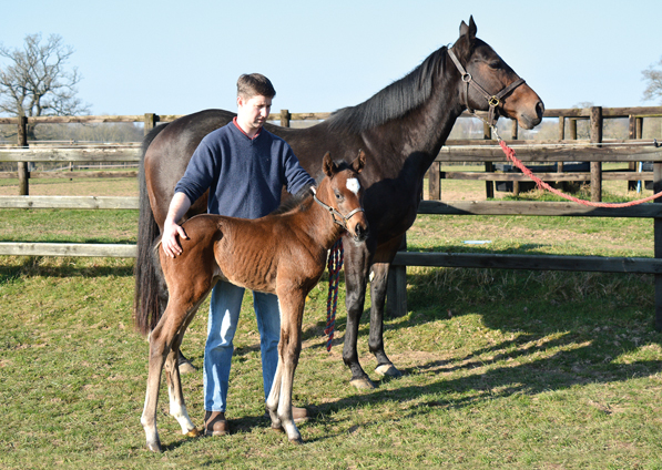  - Frankel ex Marlinka Colt - 27 February 2019