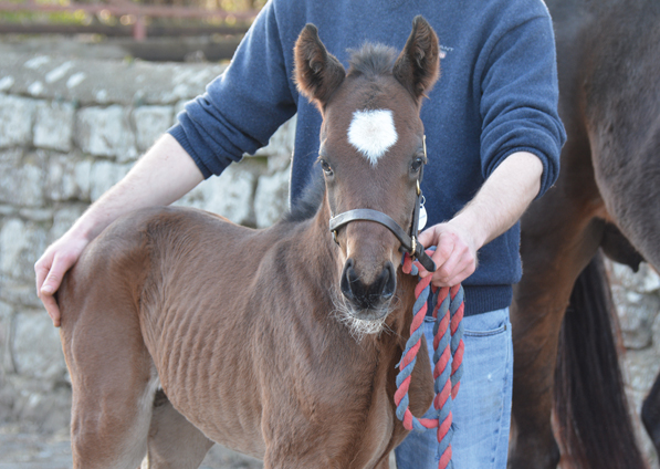  - Frankel ex Marlinka Colt - 27 February 2019