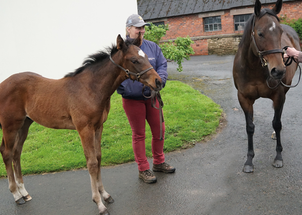  - Frankel ex Marlinka Colt - 9 May 2019