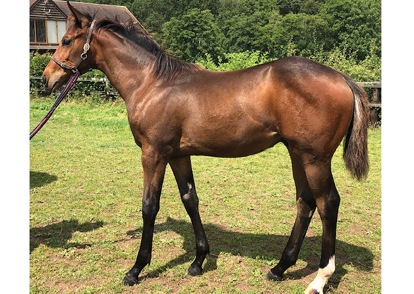  - Frankel ex Marlinka Colt - 20 July 2019