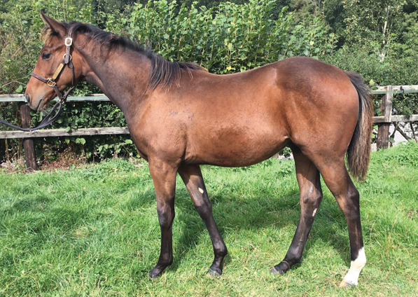  - Frankel ex Marlinka Colt - 18 September 2019