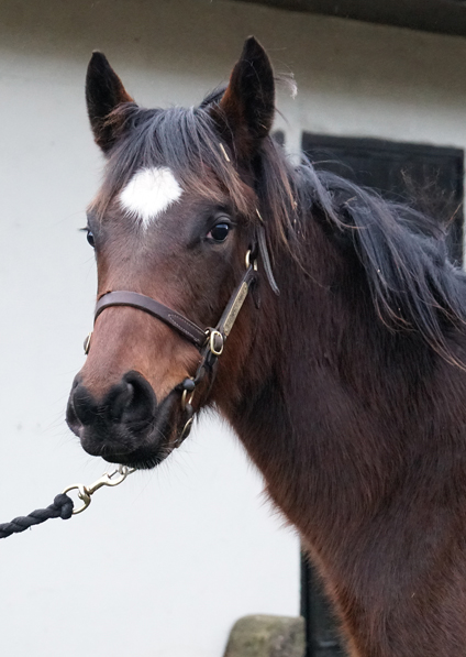  - Frankel ex Marlinka Colt - 28 January 2020