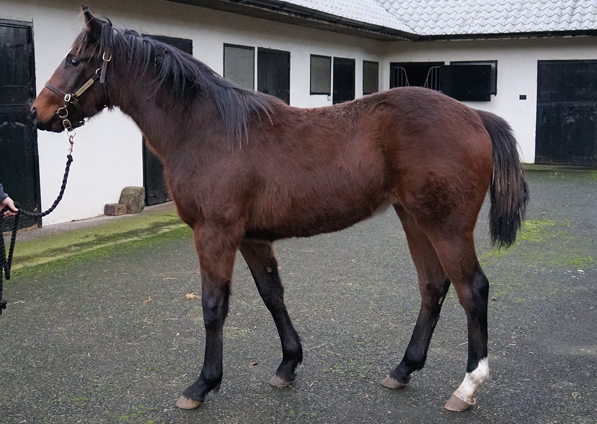  - Frankel ex Marlinka Colt - 28 January 2020