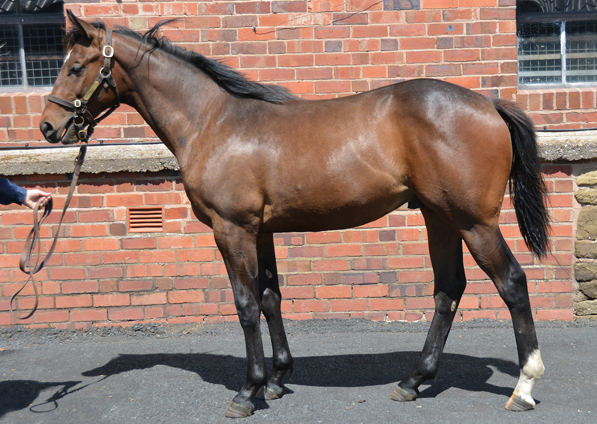  - Frankel ex Marlinka Colt - 5 June 2020