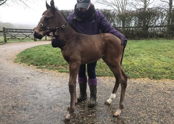  - Lope De Vega colt ex Tribute Act  - 23 January 2020