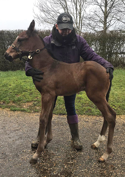  - Lope De Vega colt ex Tribute Act  - 23 January 2020