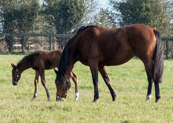  - Lope De Vega colt ex Tribute Act - 7 February 2020