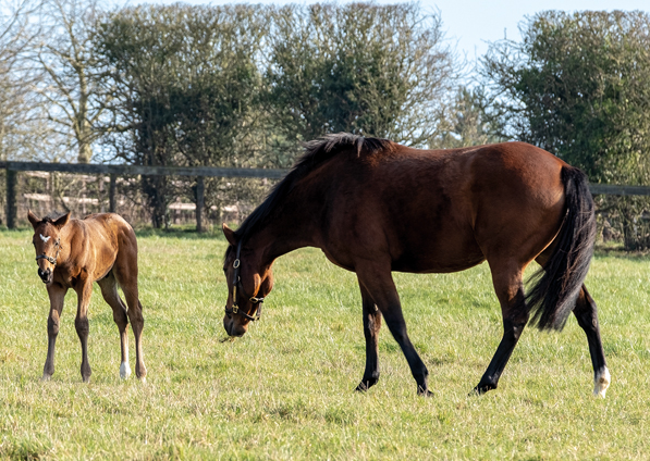  - Lope De Vega colt ex Tribute Act - 7 February 2020