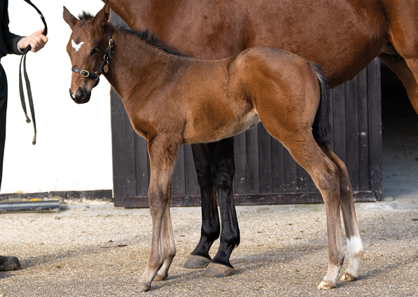  - Lope De Vega colt ex Tribute Act - 7 February 2020