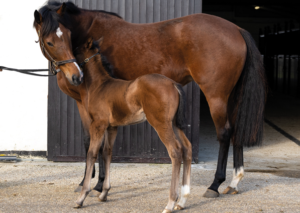  - Lope De Vega colt ex Tribute Act - 7 February 2020