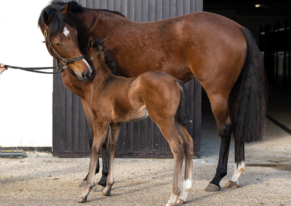  - Lope De Vega colt ex Tribute Act - 7 February 2020