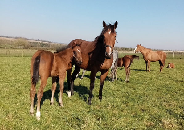  - Lope De Vega colt ex Tribute Act - 27 March 2020