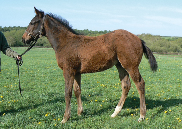  - Lope De Vega colt ex Tribute Act - 23 April 2020