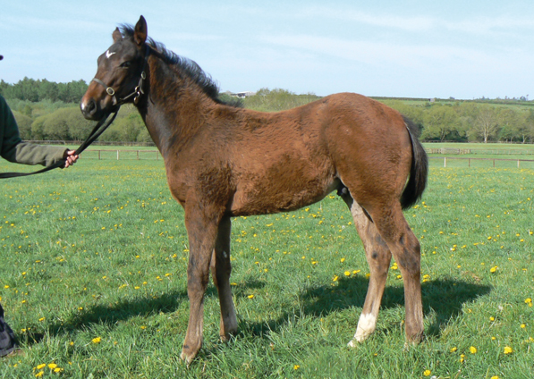  - Lope De Vega colt ex Tribute Act - 23 April 2020