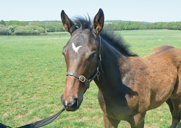  - Lope De Vega colt ex Tribute Act - 20 May 2020