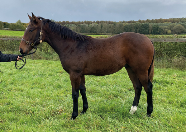  -  Lope De Vega colt ex Tribute Act - 9 October 2020