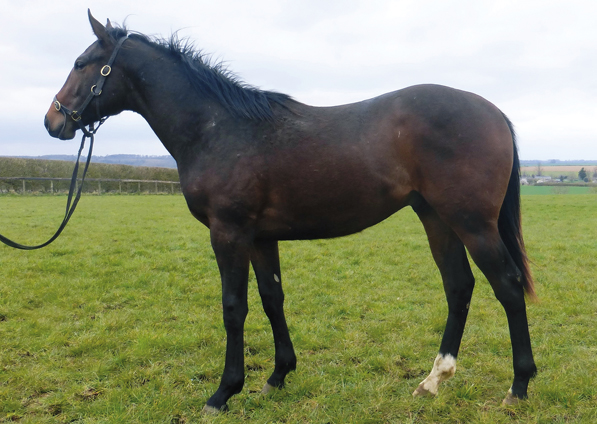  -  Lope De Vega colt ex Tribute Act - March 2021