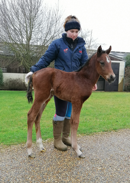  - Cable Bay ex Roubles colt - 1 February 2021
