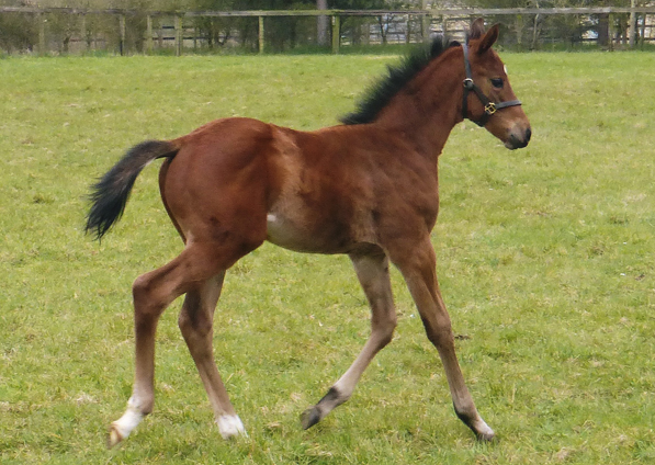  - Cable Bay ex Roubles colt - March 2021