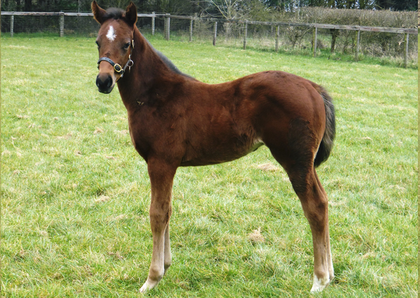  - Cable Bay ex Roubles colt - March 2021