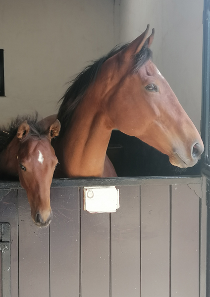  - Cable Bay ex Roubles colt - 14 May 2021
