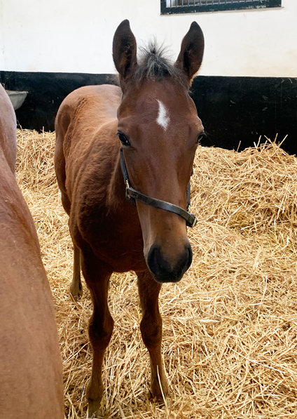  - Cable Bay ex Roubles colt - 27 May 2021