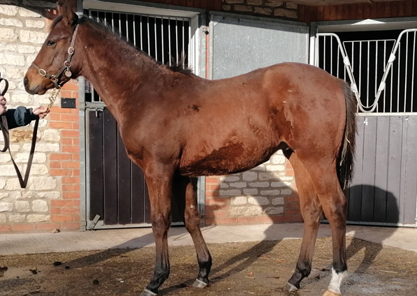 - Cable Bay ex Roubles colt - 10 December 2021