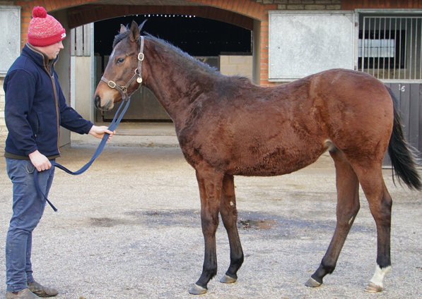  - Cable Bay ex Roubles colt - 17 February 2022