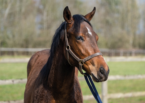  - Cable Bay ex Roubles colt - 24 March 2022