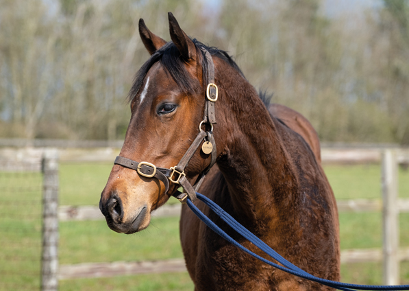  - Cable Bay ex Roubles colt - 24 March 2022