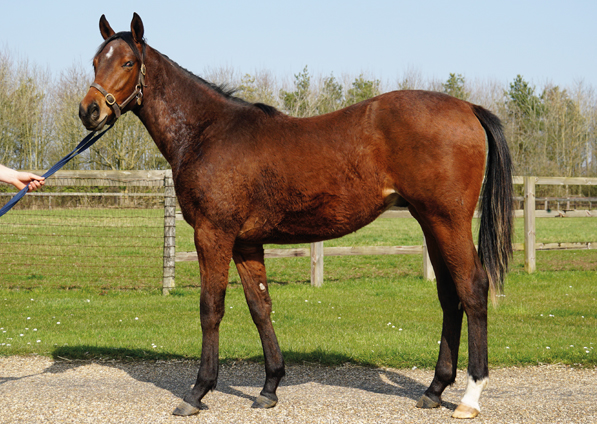  - Cable Bay ex Roubles colt - 24 March 2022