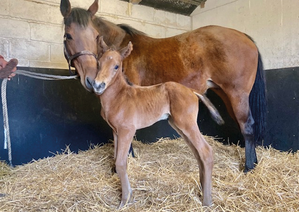  -  Pivotal ex Marseille colt - 8 March 2021