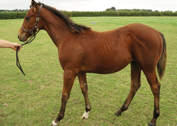  -  Pivotal ex Marseille colt - 11 August 2021