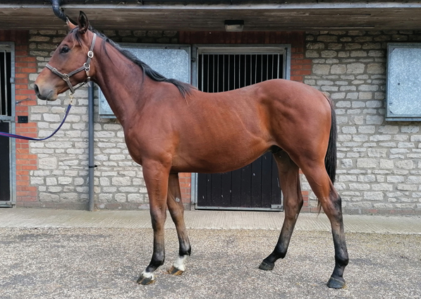  - Pivotal ex Marseille colt - 1 June 2022