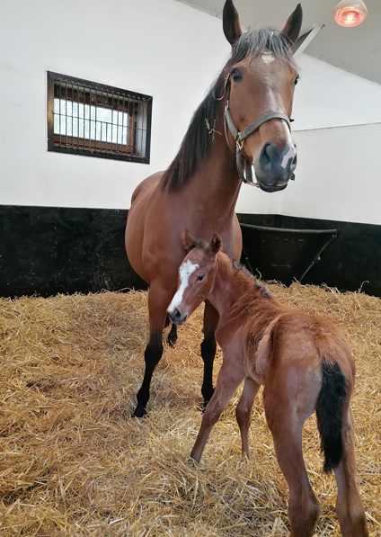  - Tribute Act and her Kingman filly -  28 April 2022
