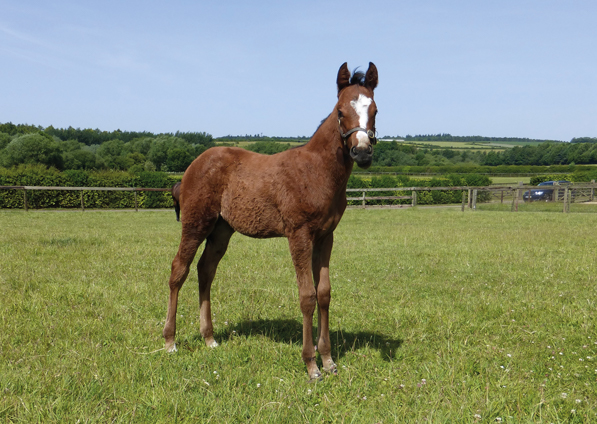  - Kingman ex Tribute Act filly - 16 June 2022