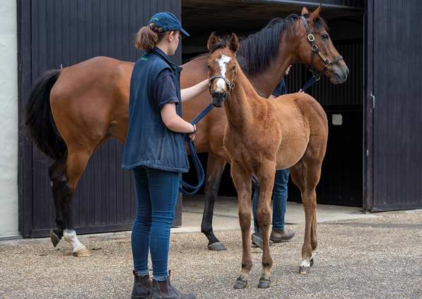  - Tribute Act and her Kingman filly - 30 June 22
