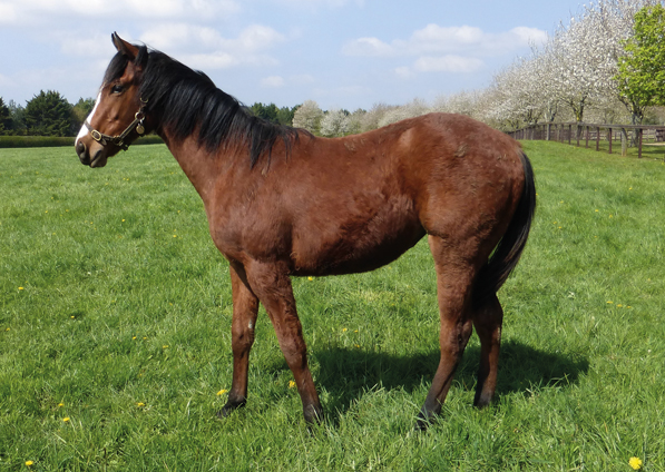  - Kingman ex Tribute Act filly - 18 April 2023