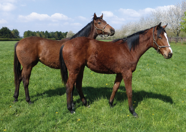  - Territories ex Roubles Filly and Kingman ex Tribute Act filly (right) - 18 April 2023